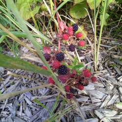 пейзажи и художственное фото